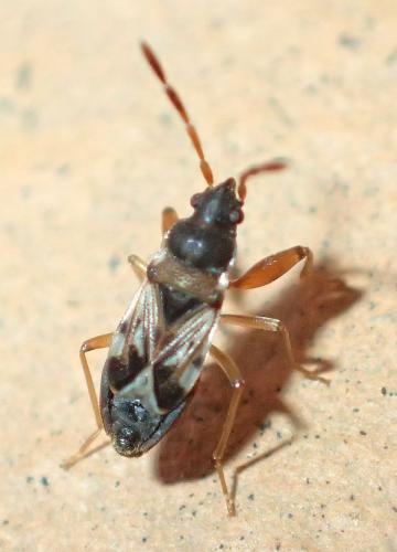 Scolopostethus affinis